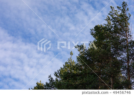 Pine tree tops against sky Pine tree tops against sky 49456746