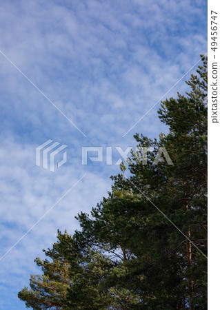 Pine tree tops against sky Pine tree tops against sky 49456747