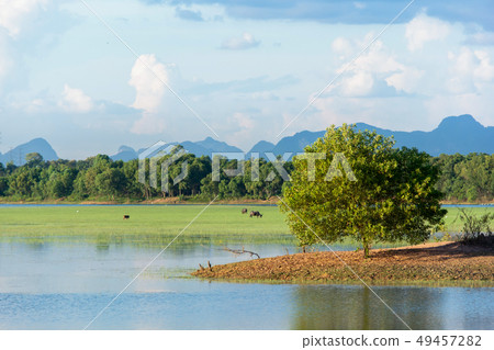 Alone green tree in the lake and cloudy sky Alone green tree in the lake and cloudy sky 49457282