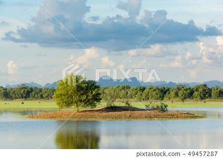 Alone green tree in the lake and cloudy sky Alone green tree in the lake and cloudy sky 49457287