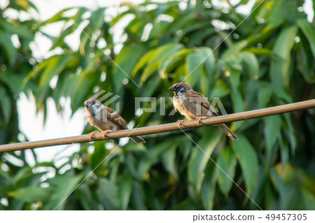 Sparrow bird sitting on electric cable on the 49457305