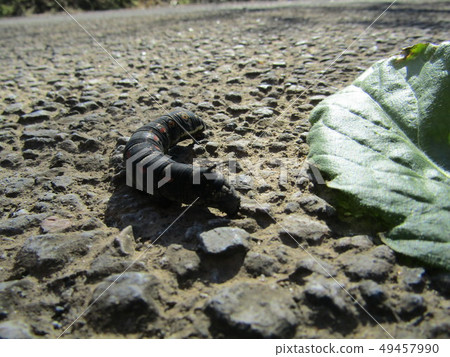 An earthworm 49457990