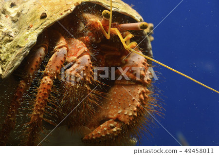 Hermit crab (Ishida Tamiya Dodkari) 49458011