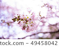 cherry blossom, cherry tree, yoshino cherry tree 49458042
