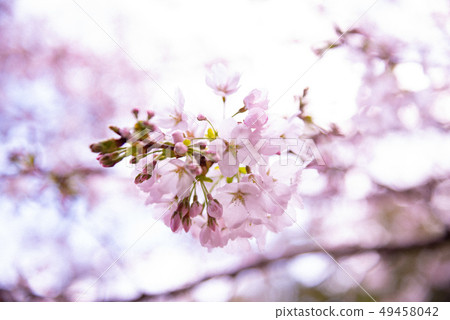 cherry blossom, cherry tree, yoshino cherry tree 49458042