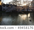 Cherry blossoms, sunset view. 49458176