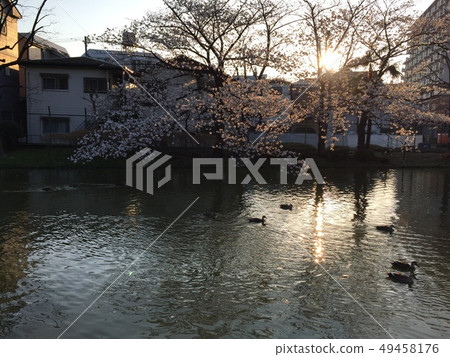 Cherry blossoms, sunset view. 49458176