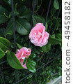 camellia. 49458182