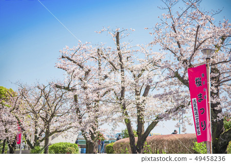[Sumida Park cherry blossoms] 49458236