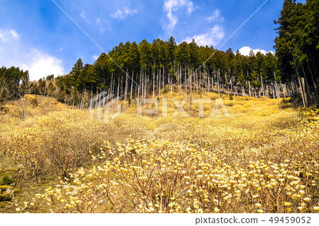 三鷹大群 49459052