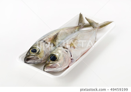 Horse mackerel, Toppak, Gachu 49459199