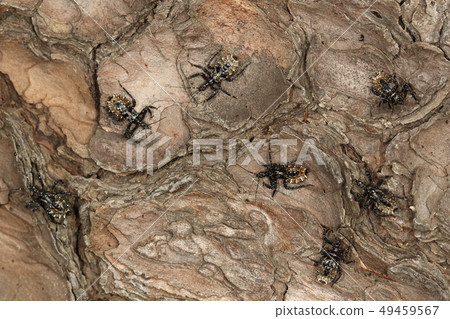 Creatures Insects Eroded turtle, late March. The larvae waking up from hibernation are sunning in a group Creatures Insects Eroded turtle, late March. The larvae waking up from hibernation are sunning in a group 49459567