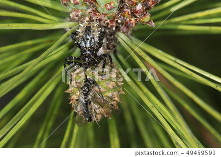 Creatures Insects Predation on sand washes and wasps. It is a creepy system, but a friend of justice who protects pines 49459591