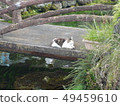 Standing cat 49459610