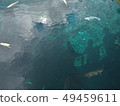 Koi in the pond 49459611