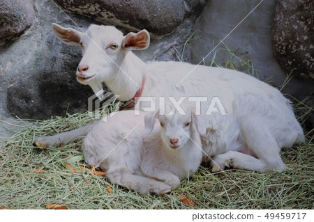 Yagi no Baby (Mountain Hell Zoo) 49459717