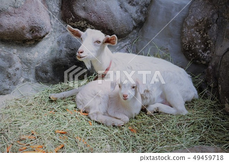 Yagi no Baby (Mountain Hell Zoo) 49459718