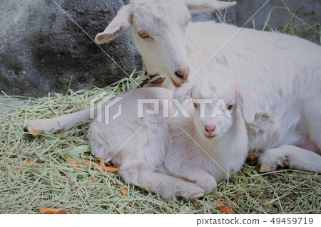 Yagi no Baby (Mountain Hell Zoo) 49459719