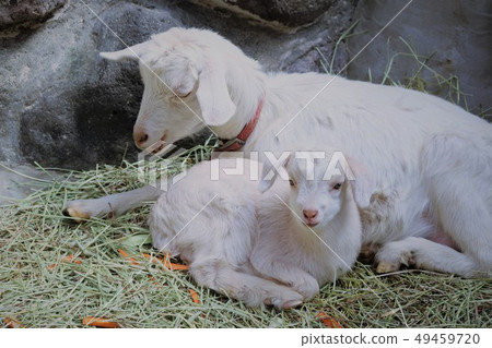 Yagi no Baby (Mountain Hell Zoo) 49459720