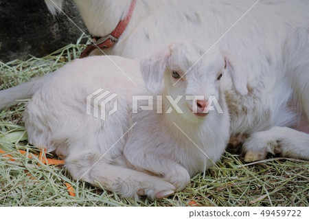 Yagi no Baby (Mountain Hell Zoo) 49459722