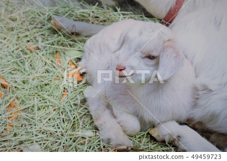 Yagi no Baby (Mountain Hell Zoo) 49459723