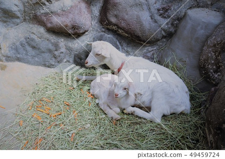 Yagi no Baby (Mountain Hell Zoo) 49459724