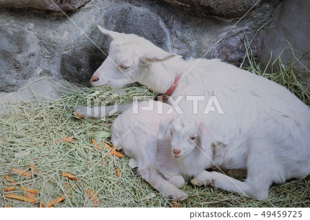 Yagi no Baby (Mountain Hell Zoo) 49459725