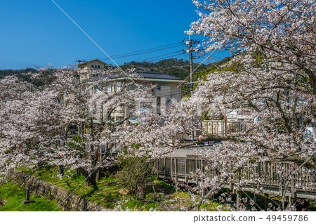 Misasa Onsen where cherry blossoms bloom 49459786
