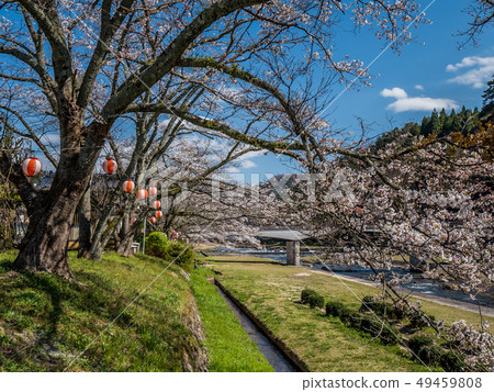 櫻花盛開的三朝溫泉 49459808