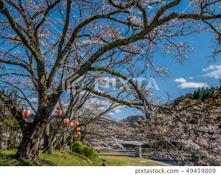 櫻花盛開的三朝溫泉 49459809