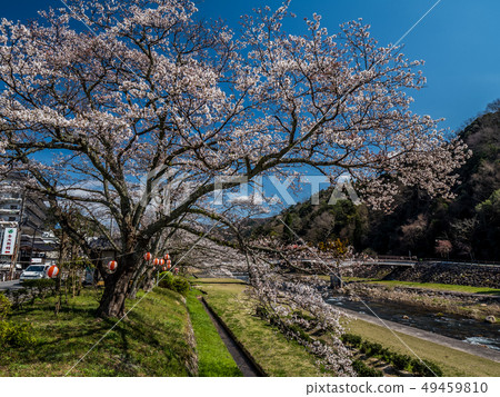 Misasa Onsen where cherry blossoms bloom Misasa Onsen where cherry blossoms bloom 49459810