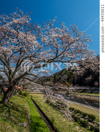 櫻花盛開的三朝溫泉 櫻花盛開的三朝溫泉 49459811