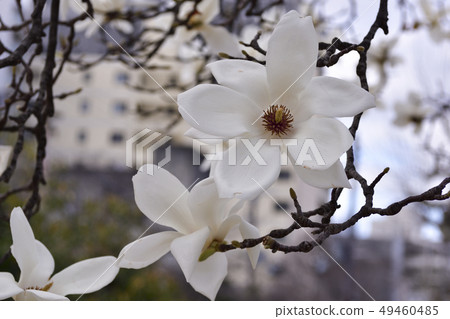 Haku Mokren 49460485