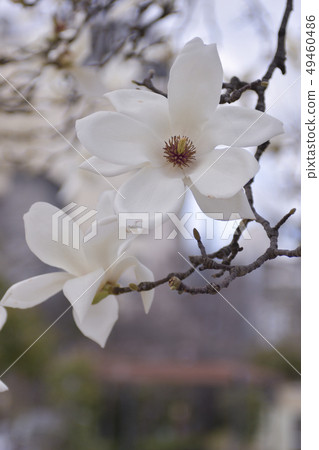 Haku Mokren Haku Mokren 49460486