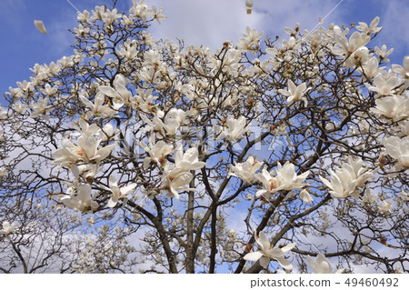 Haku Mokren Haku Mokren 49460492