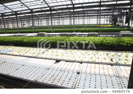 Hydroponic culture, vegetable factory Hydroponic culture, vegetable factory 49460579