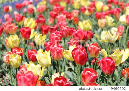 Tulip 49460602