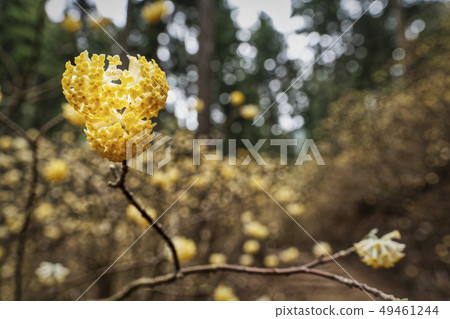 Mitsumata group cloth full bloom 49461244