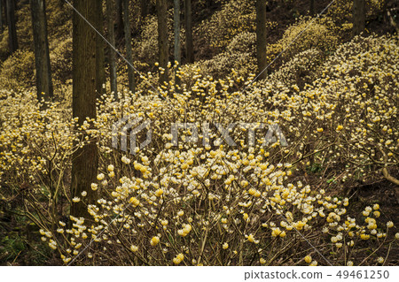 Mitsumata group cloth full bloom Mitsumata group cloth full bloom 49461250