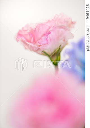 削減桃紅色莓，土耳其風鈴草，桃紅色康乃馨，母親節，白色背景，白色背景桃紅色花 49461428
