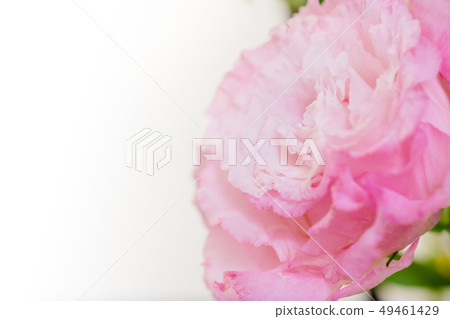 削減桃紅色莓，土耳其風鈴草，桃紅色康乃馨，母親節，白色背景，白色背景桃紅色花 49461429
