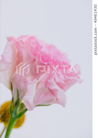 削減桃紅色莓,土耳其風鈴草,桃紅色康乃馨,母親節,白色背景,白色背景桃紅色花 削減桃紅色莓,土耳其風鈴草,桃紅色康乃馨,母親節,白色背景,白色背景桃紅色花 49461430