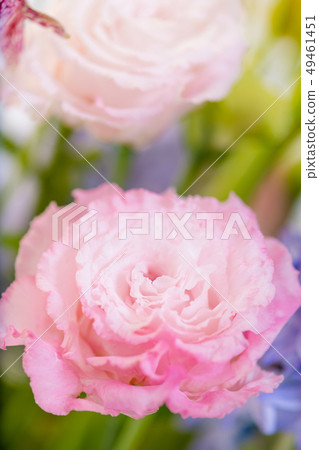 被切開的花的桃紅色綠松石花，土耳其風鈴草，桃紅色康乃馨，禮物，母親節，花束 49461451