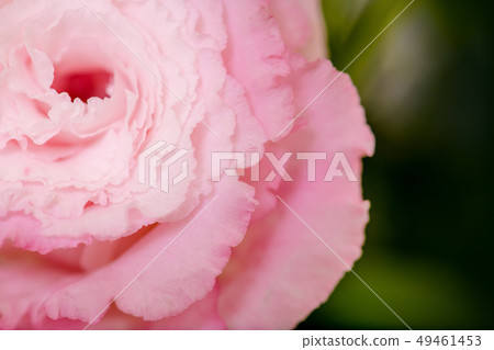 被切開的花的桃紅色綠松石花，土耳其風鈴草，桃紅色康乃馨，禮物，母親節，花束 49461453