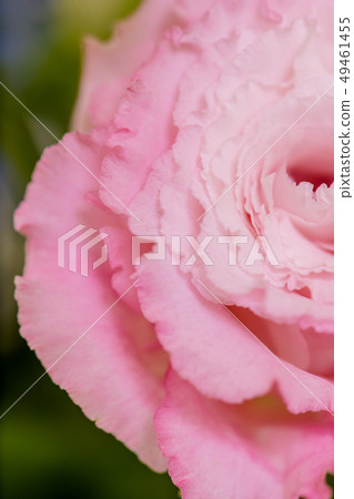 被切開的花的桃紅色綠松石花，土耳其風鈴草，桃紅色康乃馨，禮物，母親節，花束 49461455