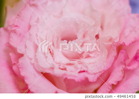 被切開的花的桃紅色綠松石花，土耳其風鈴草，桃紅色康乃馨，禮物，母親節，花束 49461458