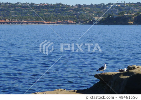 Seagull and La Jolla Cove Seagull and La Jolla Cove 49461556