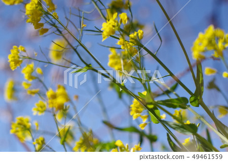強姦開花 強姦開花 49461559
