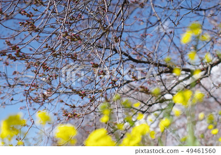 Rape blossoms Rape blossoms 49461560
