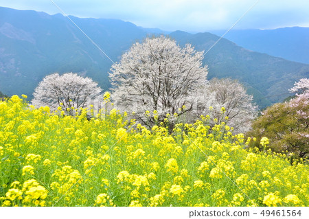 Inuigawacho Sakura district spring rape blossoms and cherry blossoms Inuigawacho Sakura district spring rape blossoms and cherry blossoms 49461564